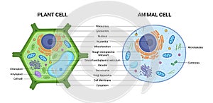 Vektor ilustrácie z rastlina a zviera bunka štruktúra. vzdelávacie 